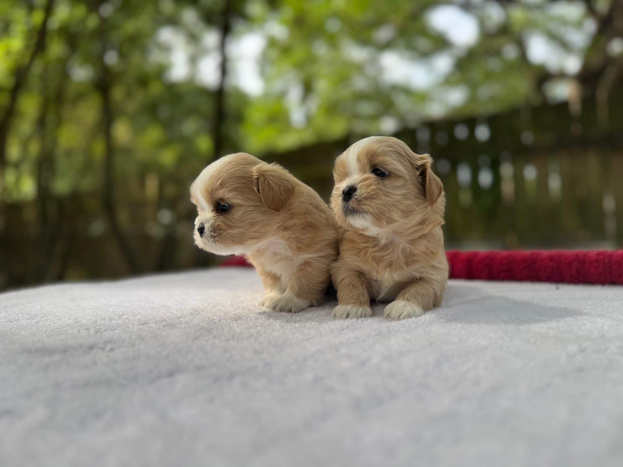 Two cream-colored FluffyTail Shih Tzu puppies sitting together outdoors